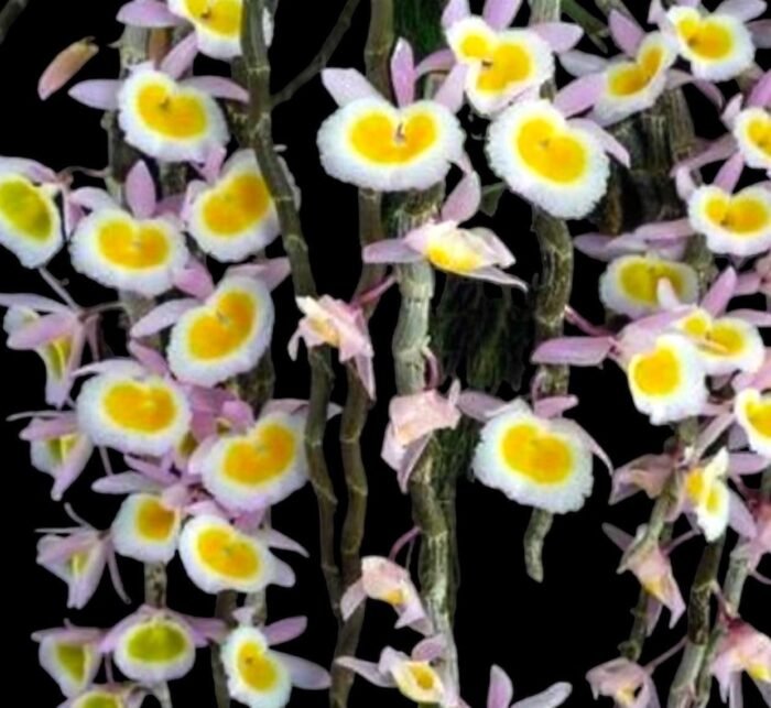 Dendrobium primulinum v. Laos (4.5” pot) - Image 1