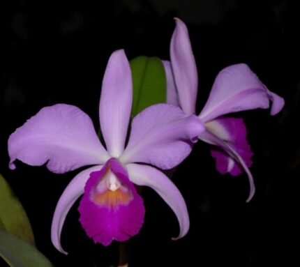 RARE Cattleya Euphrasia  (Violacea X warscewiczii) (3.5” Pot)