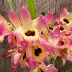 IN BUDS Fragrant Dendrobium Oriental Smile Butterfly (4.5 pot)
