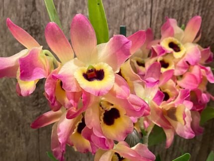 IN BUDS Fragrant Dendrobium Oriental Smile Butterfly (4.5 pot)