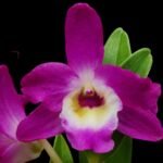 In Buds Fragrant Dendrobium Country Girl ‘Warabeauta’ (4.5” pot)