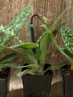 In Spike - Paph. Supersuk ‘Eureka’ AM/AOS x (Raisin Pie ‘Hsinying’) x sib (3.5” Pot) - Image 4