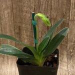 In Spike  Rare Paph. Venustum var. Album x (In Charm Topaz x In Charm Gold) (3.5" pot)