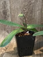 In Spike  Paph. Bellatulum 'Gomatizer x Smile of Magician' x In Charm Gold 'VS1' (3.5" pot) - Image 2