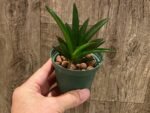 Tolumnia Jairak Firm ‘Orange Spread’ (3” Pot) - Image 5