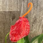 Rare - Anthurium scherzerianum (Red with White dots) (4.5” pot)