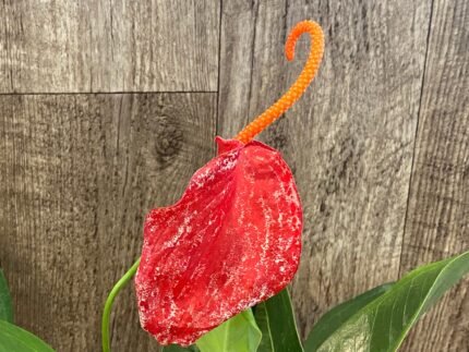 Rare - Anthurium scherzerianum (Red with White dots) (4.5” pot)