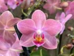 Double Spikes Fragrant Phalaenopsis I-Hsin Golden Tangerine Ice (3.5" pot) - Image 2