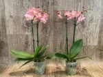 Double Spikes  Fragrant Phalaenopsis  Novelty lost tag (3.5" pot) - Image 5