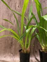 Grammatocymbidium Pakkret Carnival Blooming Size (4.5” Pot) - Image 6