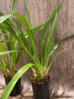 Grammatocymbidium Pakkret Carnival Blooming Size (4.5” Pot) - Image 8