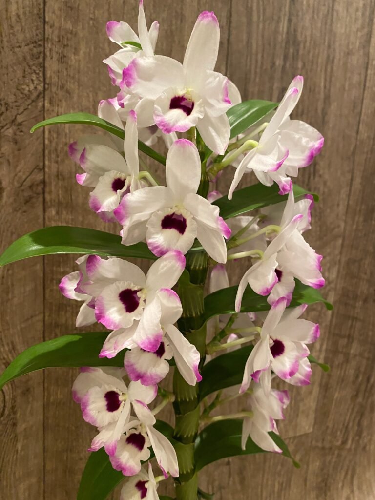 Memory Bloom In Bloom Fragrant – Dendrobium Love Memory ‘Fizz’ (4.5” pot ...