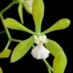 Encyclia tampensis v. alba 4N x self (3.5” pot)