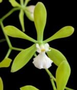 Encyclia tampensis v. alba 4N x self (3.5” pot)