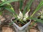 Encyclia tampensis v. alba 4N x self (3.5” pot) - Image 5