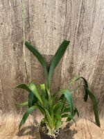 In Spike Beallara Diana Dunn ‘Newberry’ (3.5” Pot) - Image 2