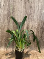 In Spike Beallara Diana Dunn ‘Newberry’ (3.5” Pot) - Image 3