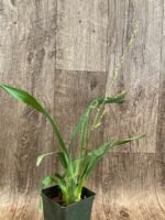 IN SPIKE - Ondontocidium Rex’s Luck ‘Firefly’ (3.5” pot) - Image 4