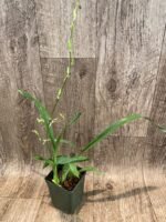 IN SPIKE - Ondontocidium Rex’s Luck ‘Firefly’ (3.5” pot) - Image 5