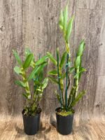 Fragrant - Dendrobium Gold Diamond (4” pot) - Image 2