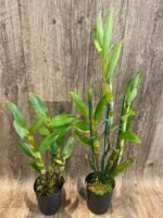 Fragrant - Dendrobium Gold Diamond (4” pot) - Image 3