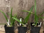 Brassavola Little Stars (3.5" pot) - Image 4