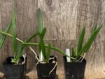Brassavola Little Stars (3.5" pot) - Image 5