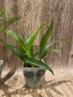Prosthechea cochleata (3.5” pot) - Image 5