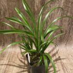 Fragrant Cymbidium goeringii x ensifolium (3.5” Pot)