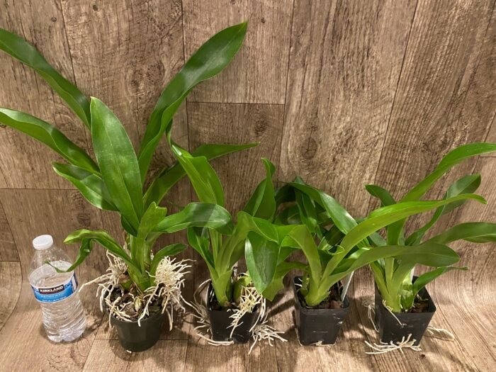 Grammatophyllum (Tiger Paw x scriptum ‘Citrinum) x scriptum ‘Citrinum’ (3.5” pot) - Image 4
