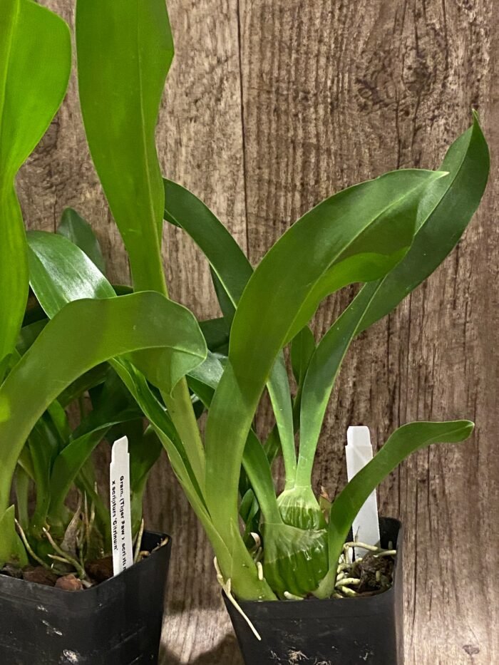 Grammatophyllum (Tiger Paw x scriptum ‘Citrinum) x scriptum ‘Citrinum’ (3.5” pot) - Image 8