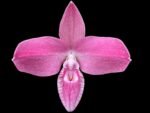 Phrag. Kovachil 'Ken's Best' x Priscilla's Pirouette 'Le Nguyen's Cutie' (4.5" pot)