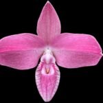 Phrag. Kovachil 'Ken's Best' x Priscilla's Pirouette 'Le Nguyen's Cutie' (4.5" pot)