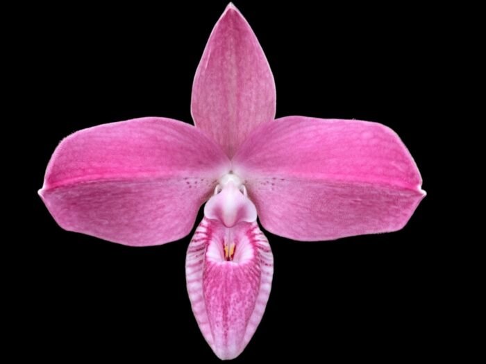 Phrag. Kovachil 'Ken's Best' x Priscilla's Pirouette 'Le Nguyen's Cutie' (4.5" pot) - Image 1