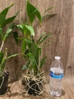 Dendrobium Fire Wings XL (3.5” Pot) - Image 5