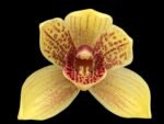 Grammatocymbidium Pakkret Carnival Blooming Size (4.5” Pot)