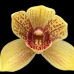Grammatocymbidium Pakkret Carnival Blooming Size (4.5” Pot)