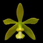 In  Spikes - Encyclia bohnkiana (3” pot)