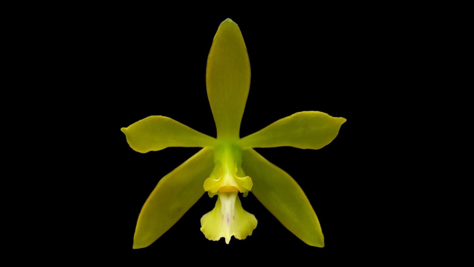 il_fullxfull.5799737943_o7e6.jpg In Spikes - Encyclia bohnkiana (3” pot) - Image 1