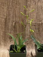 In  Spikes - Encyclia bohnkiana (3” pot) - Image 4