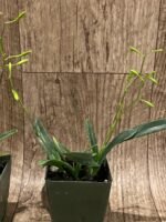 In  Spikes - Encyclia bohnkiana (3” pot) - Image 5