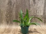 Fragrant Mini Oncidium Twinkle ‘Yellow Bird’ (3” Pot) - Image 2