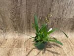 Fragrant Mini Oncidium Twinkle ‘Yellow Bird’ (3” Pot) - Image 4