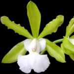 Cattleya aclandiae var. alba ‘JB’ x self (3.5” pot)