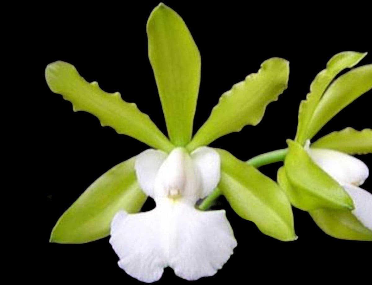 il_fullxfull.5801985317_3gum.jpg Cattleya aclandiae var. alba ‘JB’ x self (3.5” pot) - Image 1