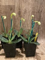 IN BLOOM Paph. Delenatii var album (3.5” pot) - Image 6