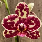 Double Spikes Phalaenopsis  I-Hsin Adzuki Bean (3.5" pot)
