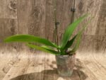 Double Spikes Phalaenopsis  I-Hsin Adzuki Bean (3.5" pot) - Image 5