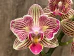 Double Spikes Phalaenopsis Dtps. I-Hsin Sun Beauty ‘Peloric’ (3.5" pot)