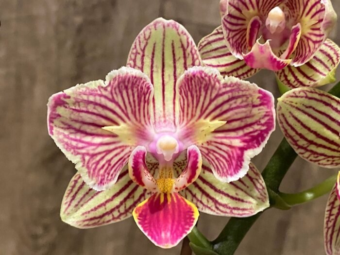 Double Spikes Phalaenopsis Dtps. I-Hsin Sun Beauty ‘Peloric’ (3.5" pot) - Image 1
